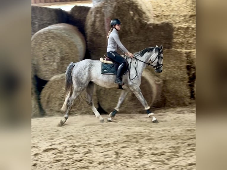 Duits sportpaard Merrie 4 Jaar 166 cm Appelschimmel in Pelmberg