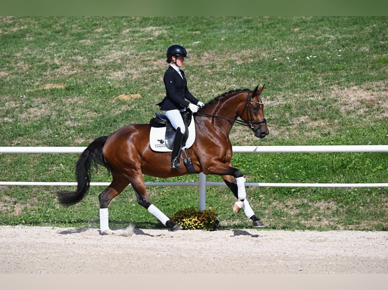 Duits sportpaard Merrie 4 Jaar 166 cm Bruin in Gomadingen