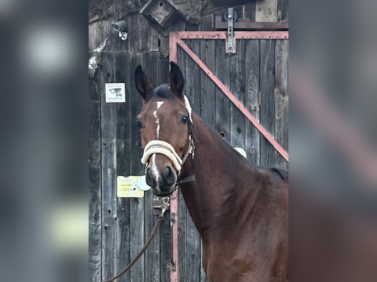 Duits sportpaard Merrie 4 Jaar 166 cm Bruin in Lahr