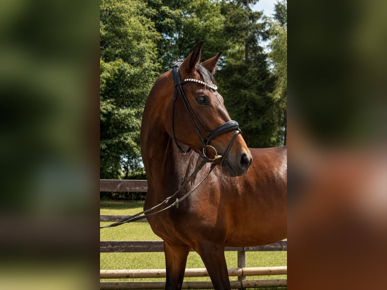 Duits sportpaard Merrie 4 Jaar 166 cm Donkerbruin in Neresheim