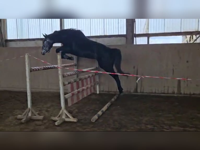 Duits sportpaard Merrie 4 Jaar 166 cm Schimmel in Zeulenroda Triebes