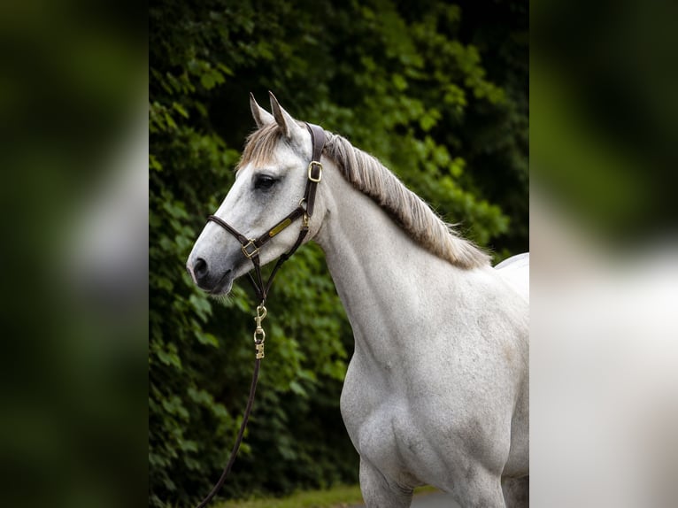 Duits sportpaard Merrie 4 Jaar 166 cm Schimmel in Verl