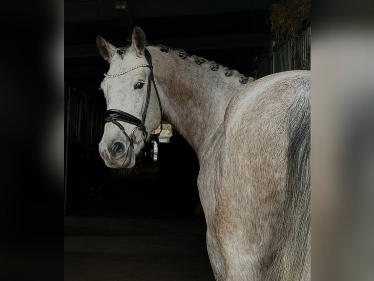 Duits sportpaard Merrie 4 Jaar 167 cm Appelschimmel in Sch&#xF6;nwalde