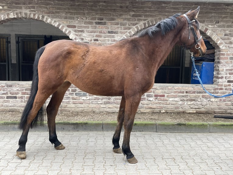 Duits sportpaard Merrie 4 Jaar 167 cm Brauner in Grevenbroich