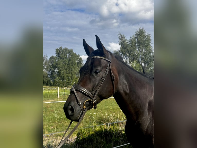 Duits sportpaard Merrie 4 Jaar 167 cm Donkerbruin in Grunow-Dammendorf Grunow