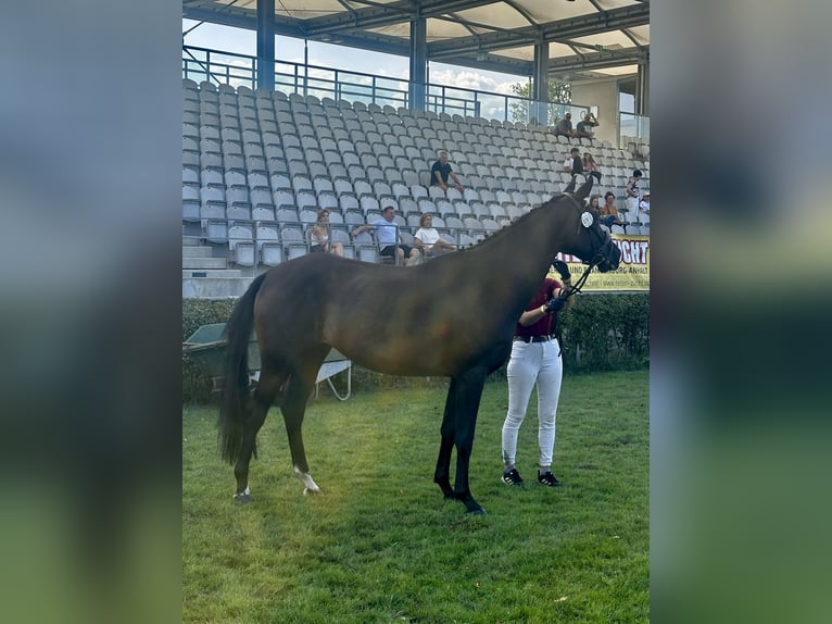 Duits sportpaard Merrie 4 Jaar 167 cm Donkerbruin in Grunow-Dammendorf Grunow