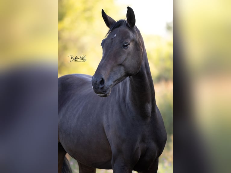 Duits sportpaard Merrie 4 Jaar 167 cm Donkerbruin in Grunow-Dammendorf Grunow