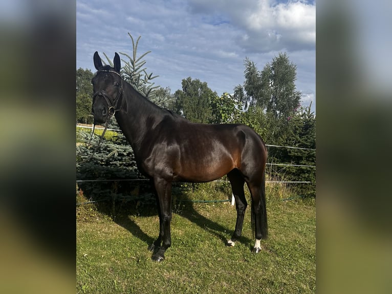 Duits sportpaard Merrie 4 Jaar 167 cm Donkerbruin in Grunow-Dammendorf Grunow