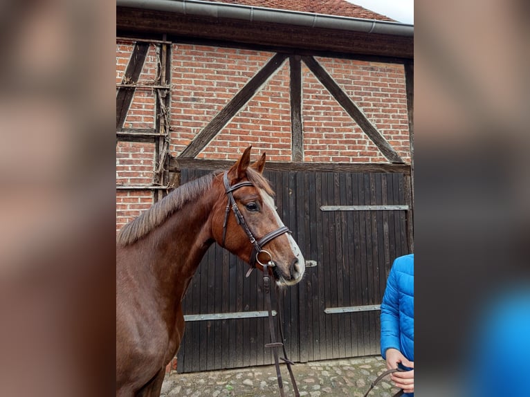 Duits sportpaard Merrie 4 Jaar 167 cm Donkere-vos in Altmärkische Höhe