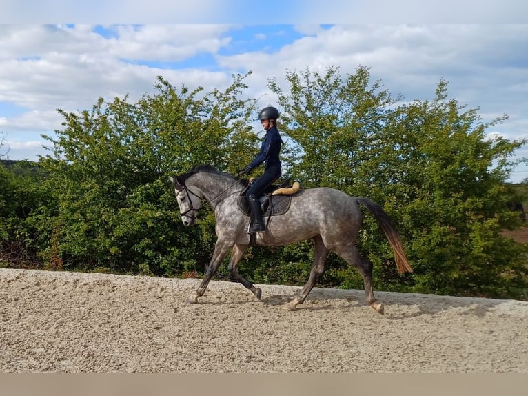 Duits sportpaard Merrie 4 Jaar 167 cm Schimmel in Illingen