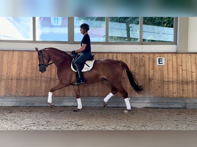 Duits sportpaard Merrie 4 Jaar 167 cm Vos in Rottenburg an der Laaber