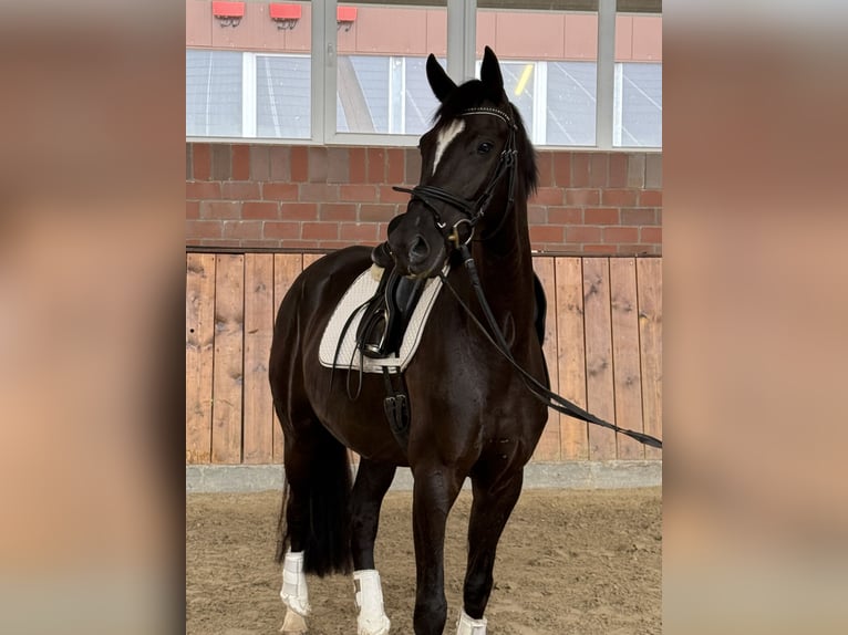 Duits sportpaard Merrie 4 Jaar 167 cm Zwart in Vechta