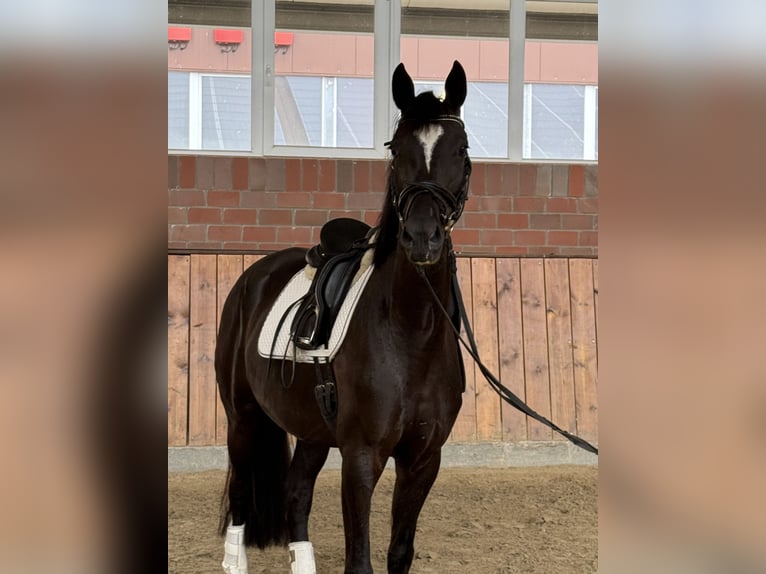 Duits sportpaard Merrie 4 Jaar 167 cm Zwart in Vechta