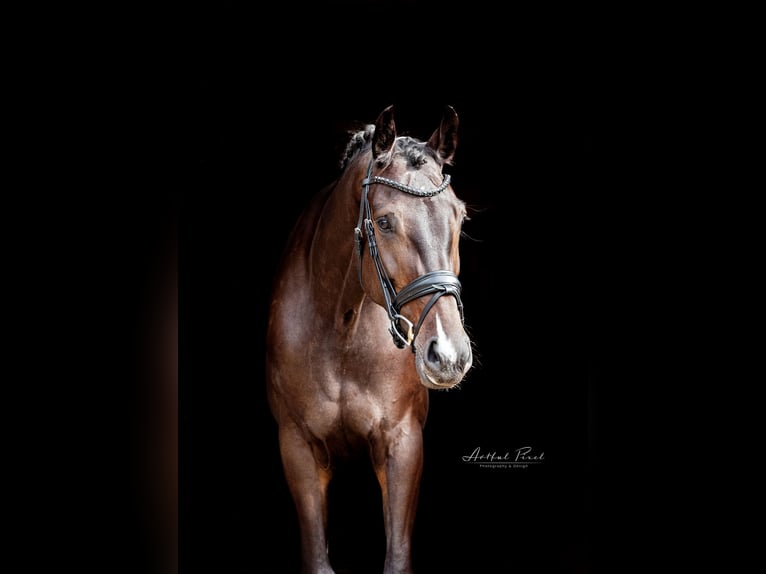 Duits sportpaard Merrie 4 Jaar 167 cm Zwartbruin in Hawangen