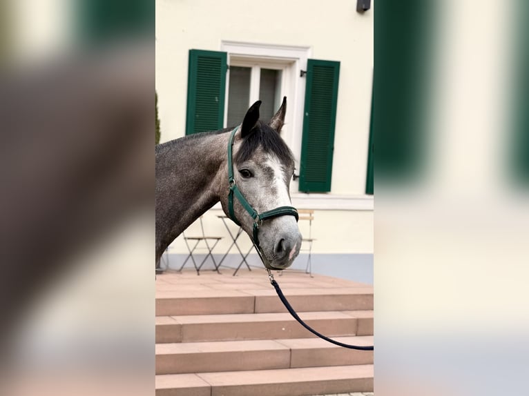 Duits sportpaard Merrie 4 Jaar 167 cm Zwartschimmel in Essingen