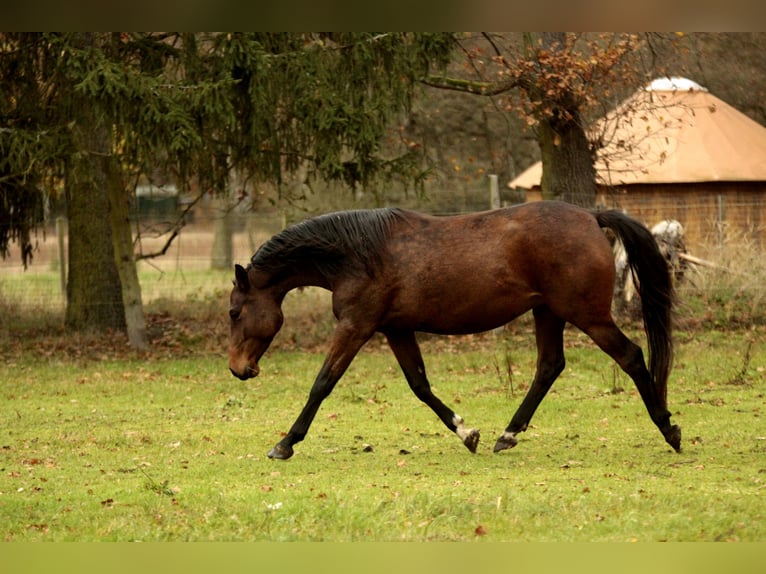 Duits sportpaard Merrie 4 Jaar 168 cm Brauner in Wandlitz