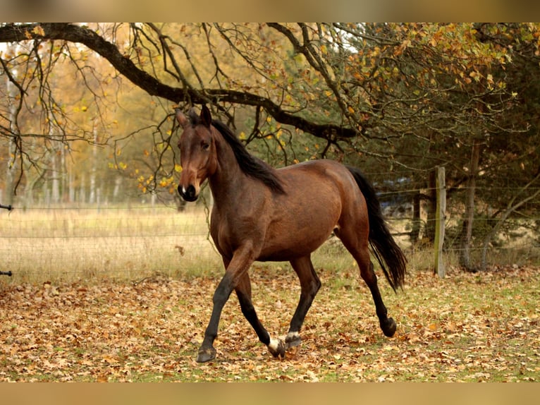 Duits sportpaard Merrie 4 Jaar 168 cm Brauner in Wandlitz