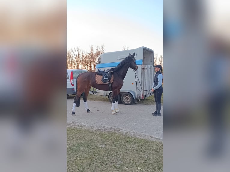 Duits sportpaard Merrie 4 Jaar 168 cm Bruin in Uelzen