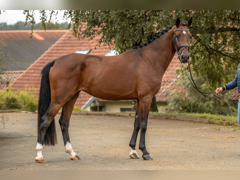 Duits sportpaard Merrie 4 Jaar 168 cm Bruin in Gomadingen