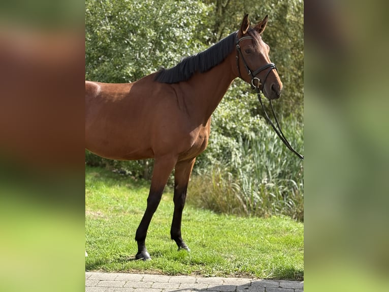 Duits sportpaard Merrie 4 Jaar 168 cm Bruin in Vechta