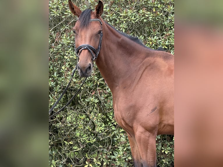 Duits sportpaard Merrie 4 Jaar 168 cm Bruin in Vechta