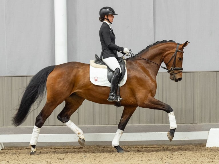 Duits sportpaard Merrie 4 Jaar 168 cm Bruin in Münster-Handorf