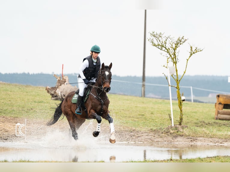 Duits sportpaard Merrie 4 Jaar 168 cm Bruin in Sperenberg