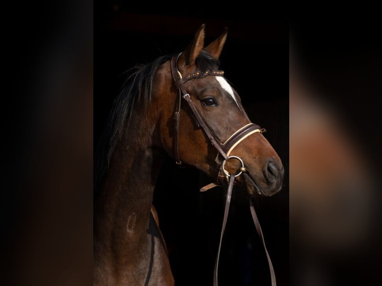 Duits sportpaard Merrie 4 Jaar 168 cm Bruin in Sperenberg