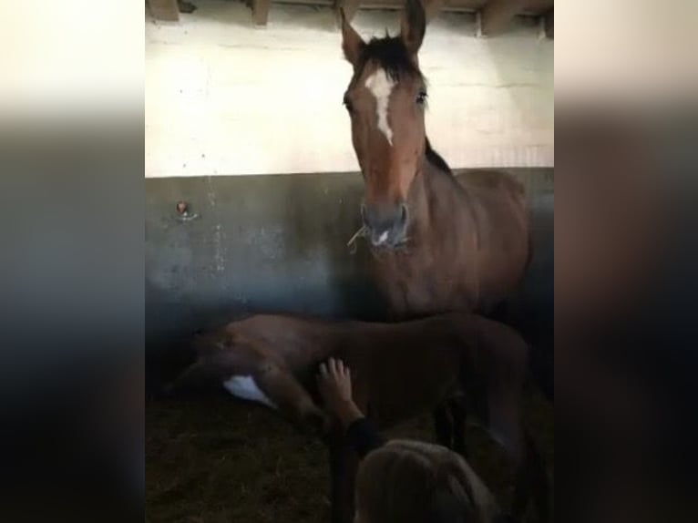 Duits sportpaard Merrie 4 Jaar 168 cm Bruin in G&#xF6;ttingen