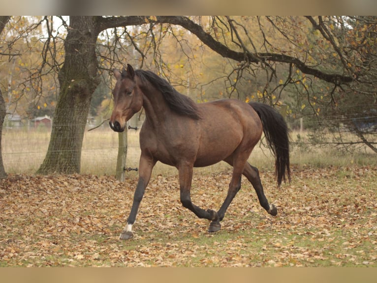 Duits sportpaard Merrie 4 Jaar 168 cm Bruin in Wandlitz