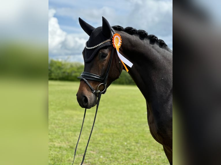 Duits sportpaard Merrie 4 Jaar 168 cm Donkerbruin in Jengen