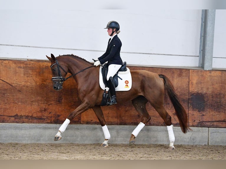 Duits sportpaard Merrie 4 Jaar 168 cm Donkere-vos in Gomadingen