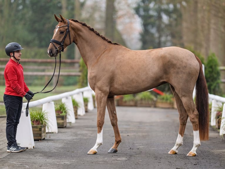 Duits sportpaard Merrie 4 Jaar 168 cm Donkere-vos in Münster-Handorf