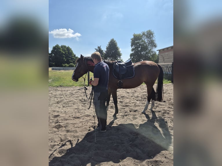 Duits sportpaard Merrie 4 Jaar 168 cm  in Kemberg