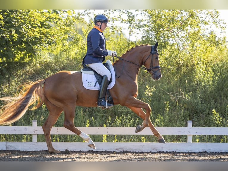 Duits sportpaard Merrie 4 Jaar 168 cm Vos in Ubstadt-Weiher