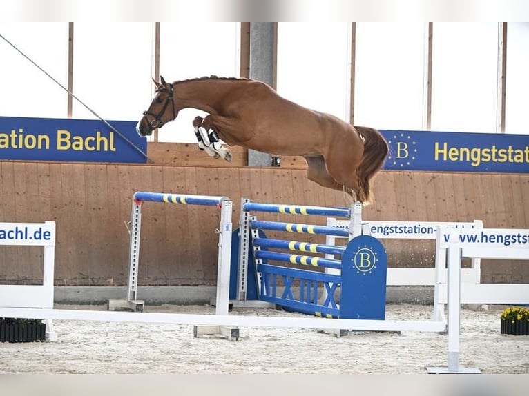 Duits sportpaard Merrie 4 Jaar 168 cm Vos in Bad Birnbach
