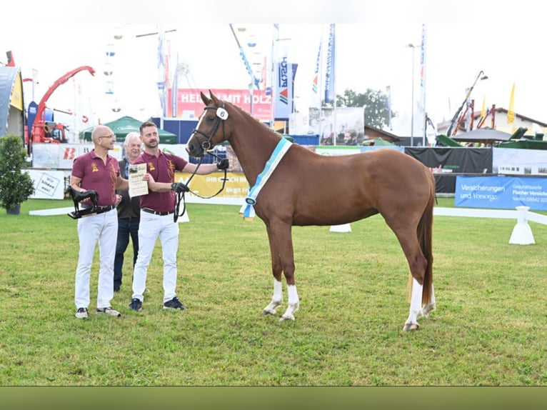 Duits sportpaard Merrie 4 Jaar 168 cm Vos in Bad Birnbach