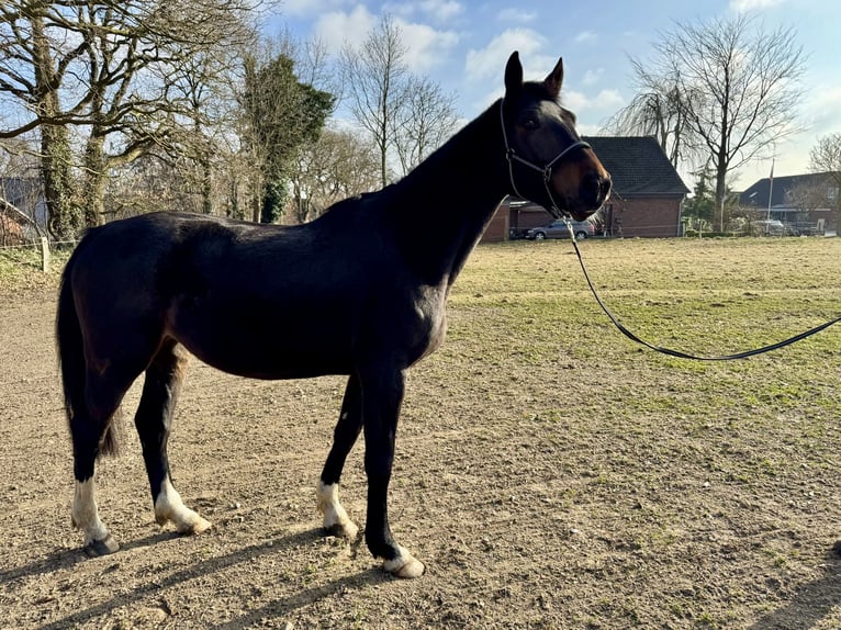Duits sportpaard Merrie 4 Jaar 169 cm Donkerbruin in VaaleNutteln