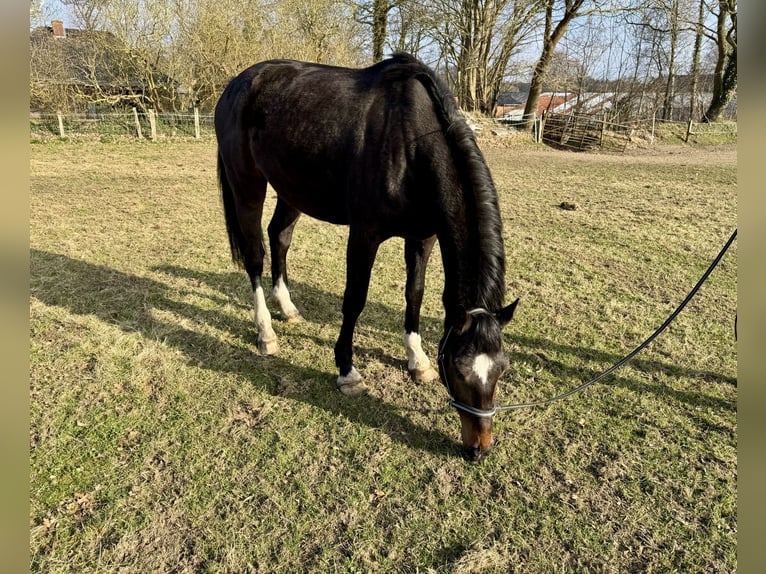 Duits sportpaard Merrie 4 Jaar 169 cm Donkerbruin in VaaleNutteln