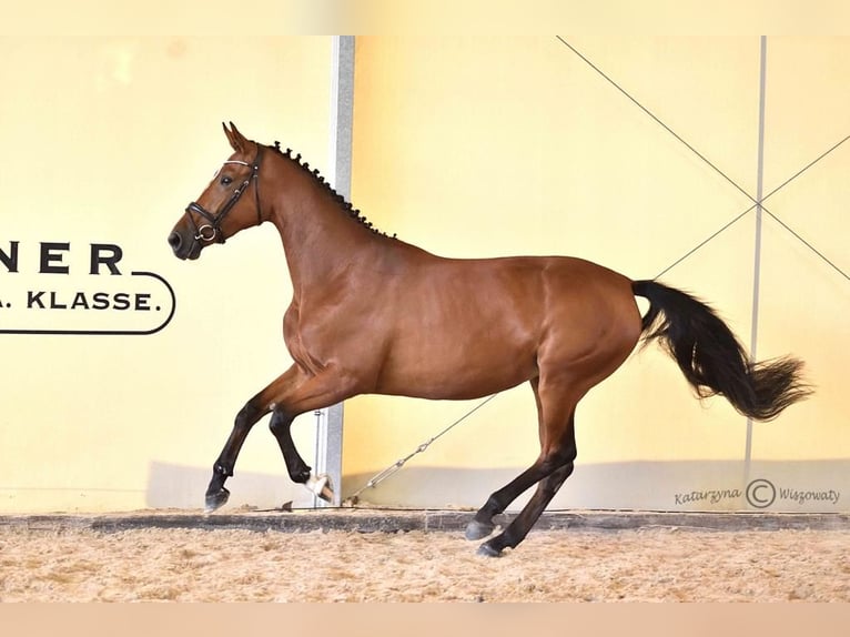 Duits sportpaard Merrie 4 Jaar 169 cm Roodbruin in Lusowo