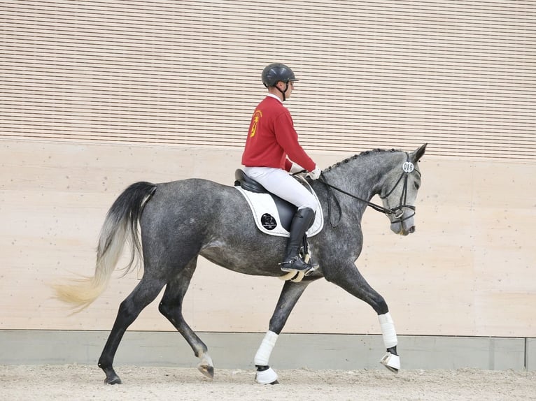 Duits sportpaard Merrie 4 Jaar 169 cm Schimmel in Priestewitz