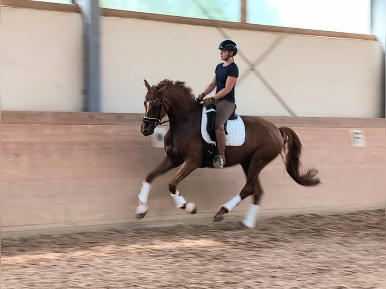 Duits sportpaard Merrie 4 Jaar 169 cm Vos in Plech