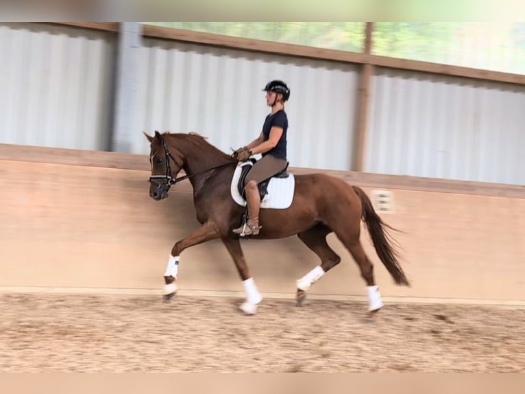 Duits sportpaard Merrie 4 Jaar 169 cm Vos in Plech