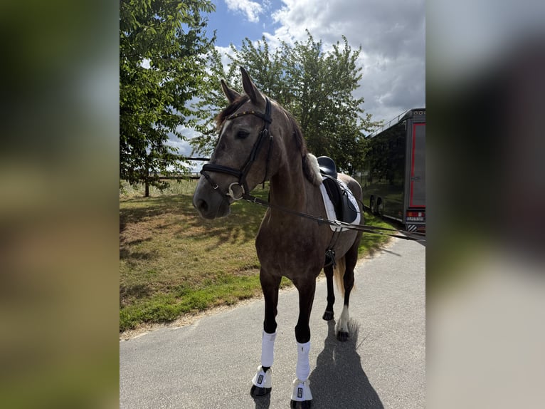 Duits sportpaard Merrie 4 Jaar 170 cm Appelschimmel in Apelern