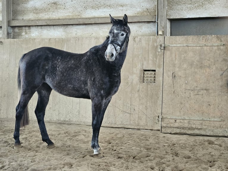 Duits sportpaard Merrie 4 Jaar 170 cm Appelschimmel in Zeulenroda Triebes