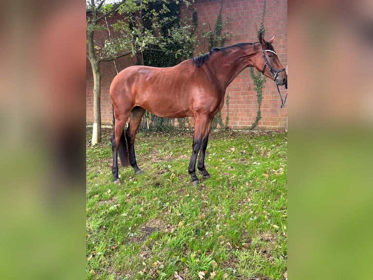 Duits sportpaard Merrie 4 Jaar 170 cm Bruin in Kirchdorf