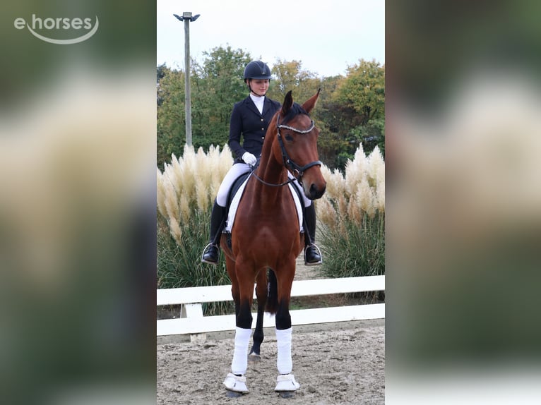 Duits sportpaard Merrie 4 Jaar 170 cm Bruin in Königsbrunn