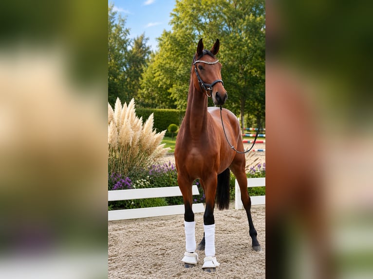 Duits sportpaard Merrie 4 Jaar 170 cm Bruin in Vechta