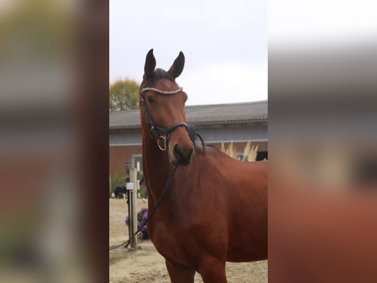 Duits sportpaard Merrie 4 Jaar 170 cm Bruin in Neuenkirchen