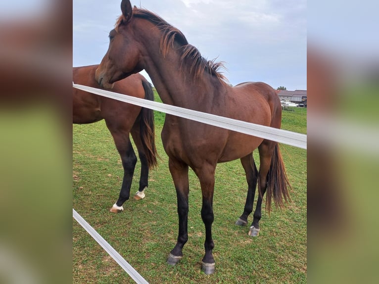 Duits sportpaard Merrie 4 Jaar 170 cm Bruin in Neukirchen